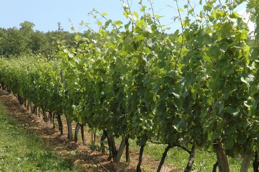 Chambres Sous Les Vignes Du Buttois Bussy-le-Grand Bagian luar foto